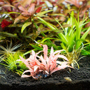 Cryptocoryne Albida Red Tissue Culture Cryptocoryne - Buce Plant