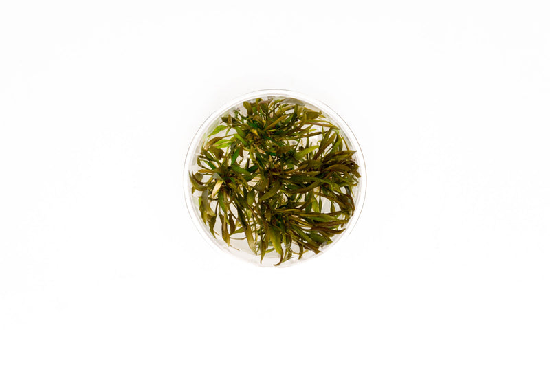 Cryptocoryne Axelrodi Tissue Culture Cryptocoryne - Buce Plant