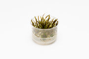 Cryptocoryne Axelrodi Tissue Culture Cryptocoryne - Buce Plant