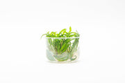 Cryptocoryne Balansae UNS Tissue Culture Aquatic Plant - Buce Plant