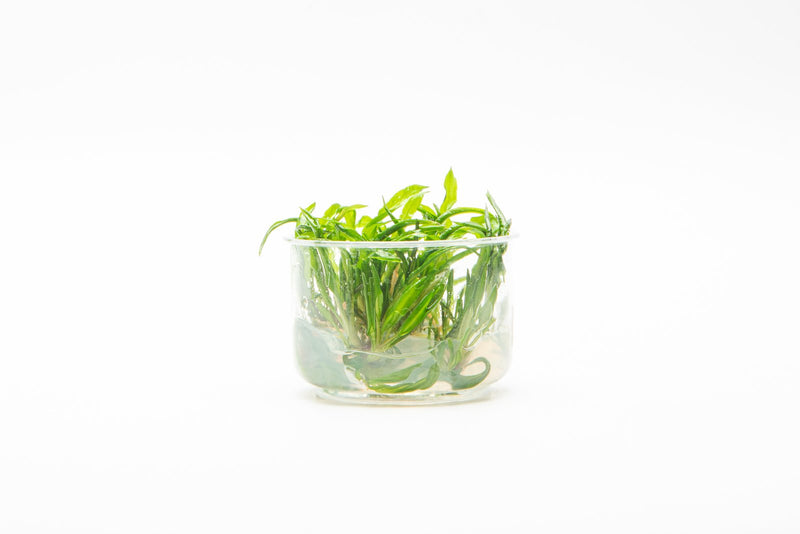 Cryptocoryne Balansae UNS Tissue Culture Aquatic Plant - Buce Plant