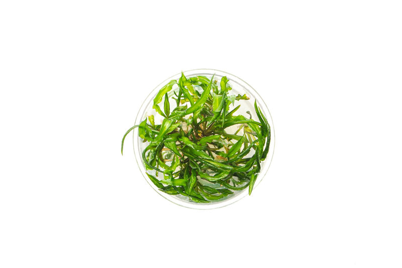 Cryptocoryne Balansae UNS Tissue Culture Aquatic Plant - Buce Plant