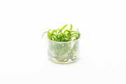 Cryptocoryne Balansae UNS Tissue Culture Aquatic Plant - Buce Plant