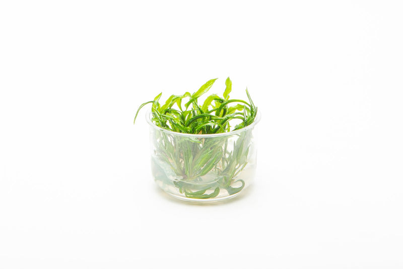 Cryptocoryne Balansae UNS Tissue Culture Aquatic Plant - Buce Plant