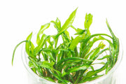 Cryptocoryne Balansae UNS Tissue Culture Aquatic Plant - Buce Plant