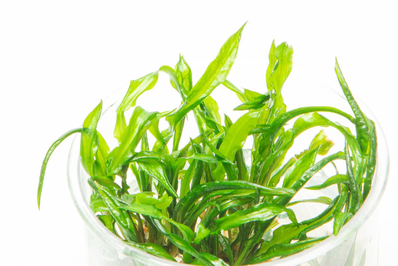Cryptocoryne Balansae UNS Tissue Culture Aquatic Plant - Buce Plant