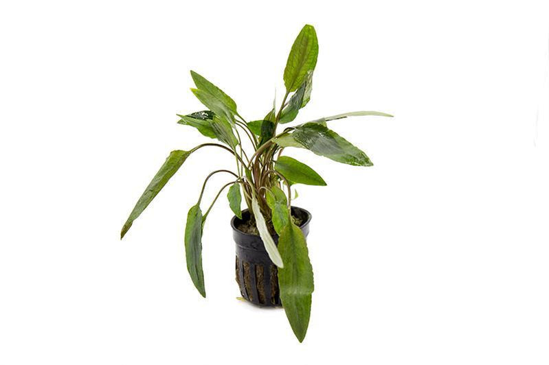 Freshwater Aquarium Plants Live Plants Shipped to Your Door! — Buce Plant
