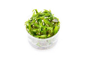 Cryptocoryne Beckettii 'Petchii' UNS Tissue Culture Aquatic Plant - Buce Plant