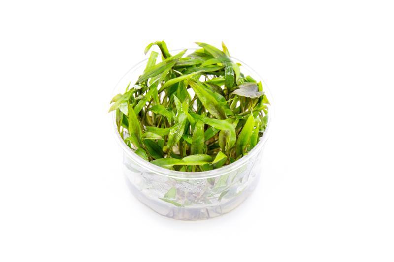 Cryptocoryne Beckettii 'Petchii' UNS Tissue Culture Aquatic Plant - Buce Plant
