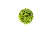 Cryptocoryne Beckettii 'Petchii' UNS Tissue Culture Aquatic Plant - Buce Plant