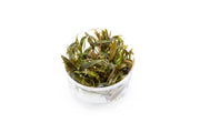 Cryptocoryne Beckettii UNS Tissue Culture Aquatic Plant - Buce Plant