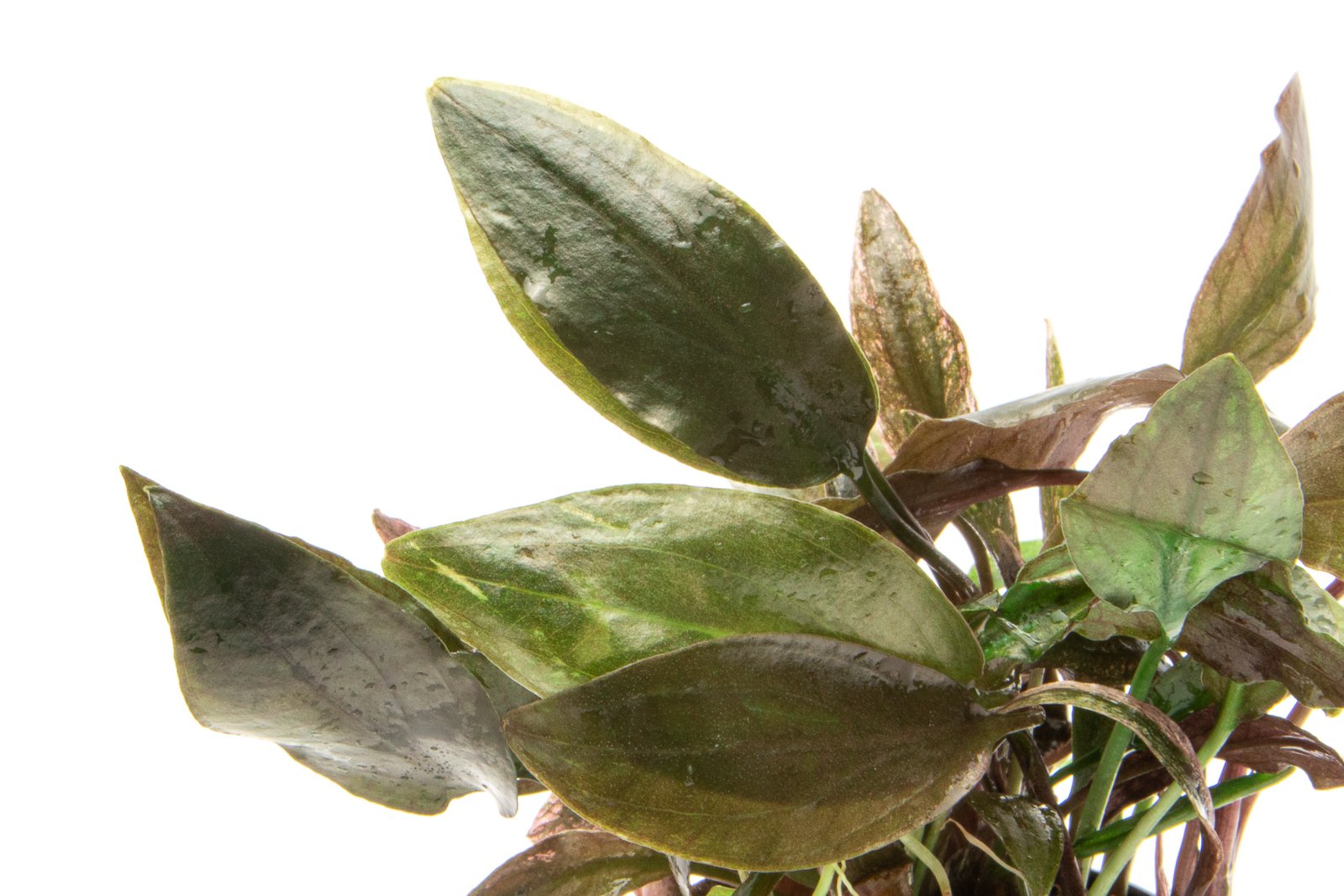 Cryptocoryne Blassii Aquarium Plant - Buce Plant