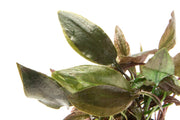 Cryptocoryne Blassii Cryptocoryne - Buce Plant