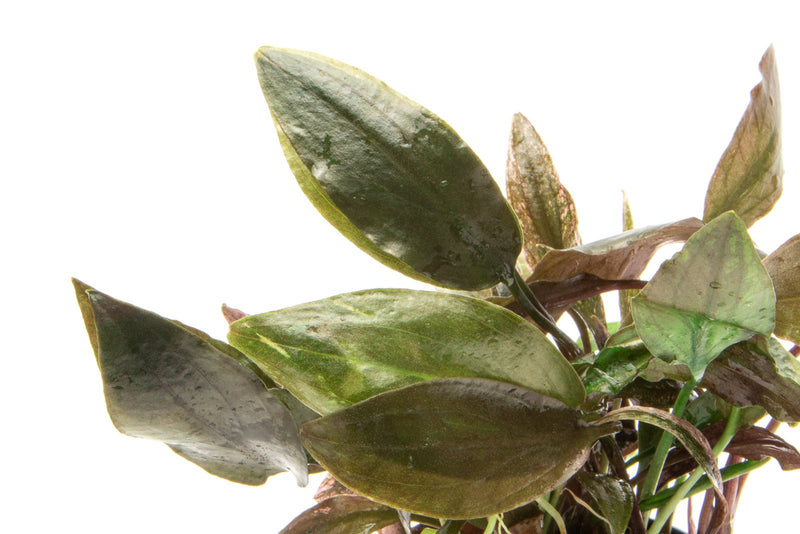 Cryptocoryne Blassii Cryptocoryne - Buce Plant