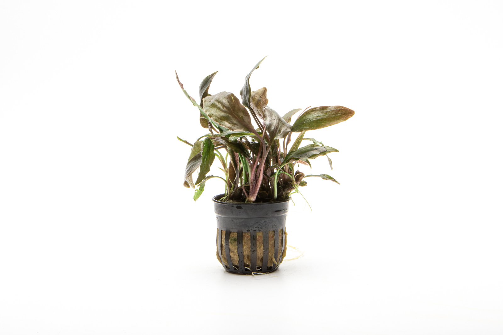 Cryptocoryne Blassii Aquarium Plant - Buce Plant