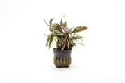 Cryptocoryne Blassii Cryptocoryne - Buce Plant