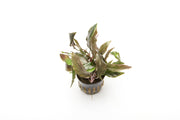 Cryptocoryne Blassii Cryptocoryne - Buce Plant