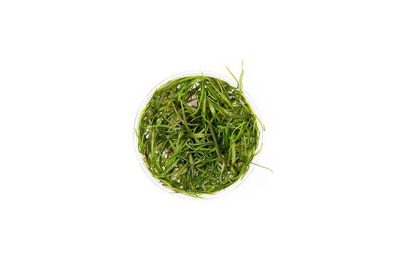 Cryptocoryne Crispatula Tonkinensis UNS Tissue Culture Cryptocoryne - Buce Plant