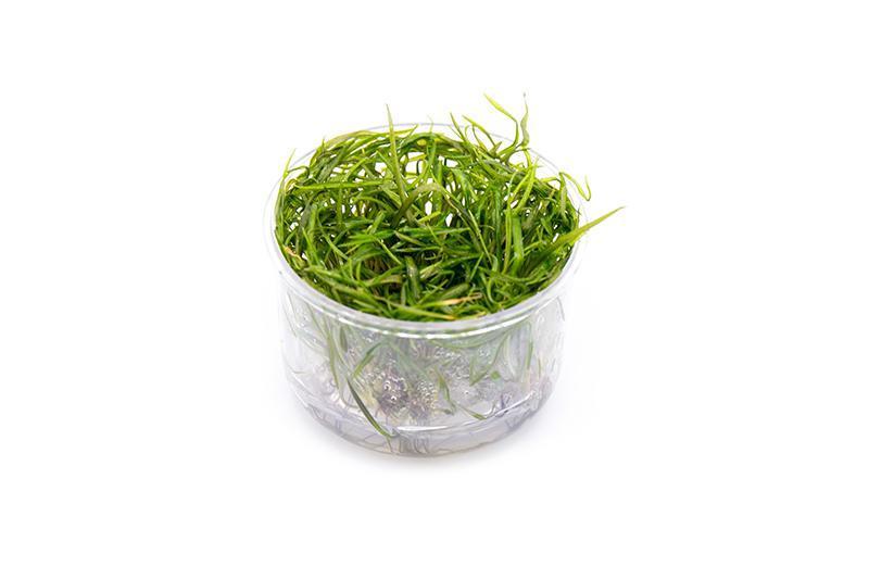 Cryptocoryne Crispatula Tonkinensis UNS Tissue Culture Cryptocoryne - Buce Plant
