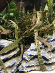 Cryptocoryne Balansae aquatic plant from ACW with lush green leaves, ideal for freshwater aquariums.