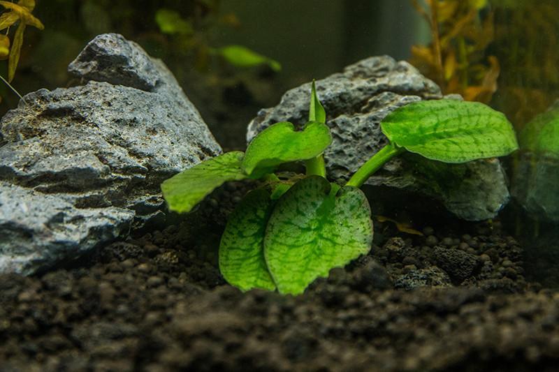 Cryptocoryne Silver Queen aquatic plant from BUCE, featuring lush green and silver leaves, ideal for freshwater aquariums.