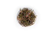 Cryptocoryne Ferruginea Sekadauensis UNS Tissue Culture Aquatic Plant - Buce Plant