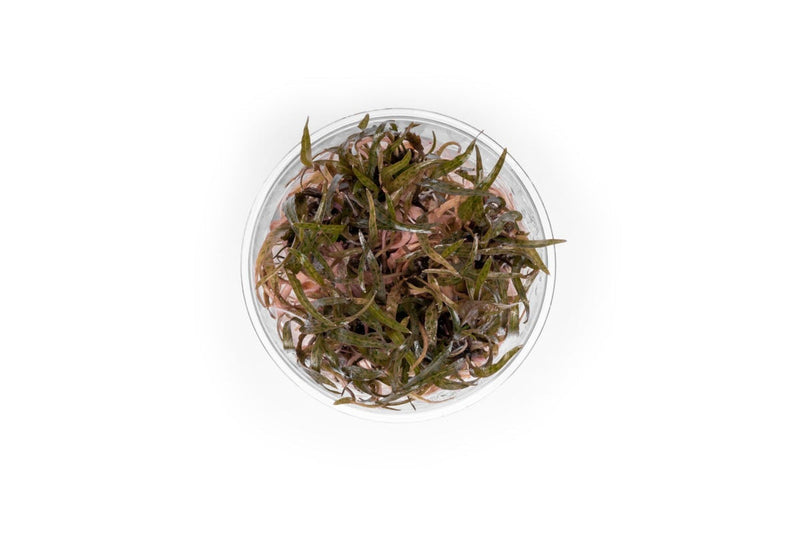 Cryptocoryne Ferruginea Sekadauensis UNS Tissue Culture Aquatic Plant - Buce Plant