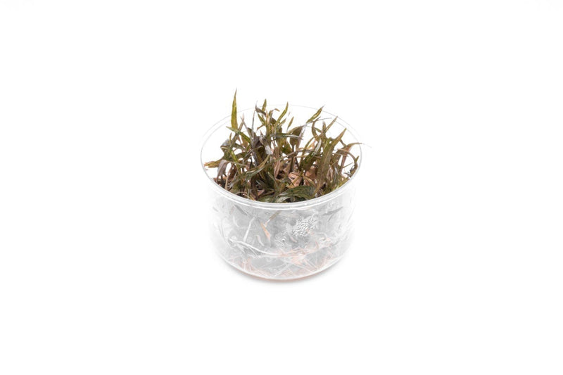 Cryptocoryne Ferruginea Sekadauensis UNS Tissue Culture Aquatic Plant - Buce Plant