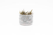 Cryptocoryne Ferruginea Sekadauensis UNS Tissue Culture Aquatic Plant - Buce Plant
