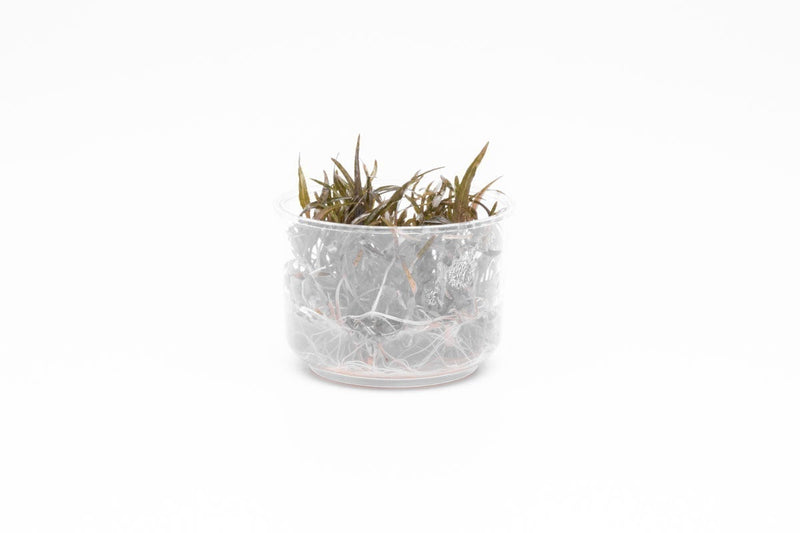 Cryptocoryne Ferruginea Sekadauensis UNS Tissue Culture Aquatic Plant - Buce Plant