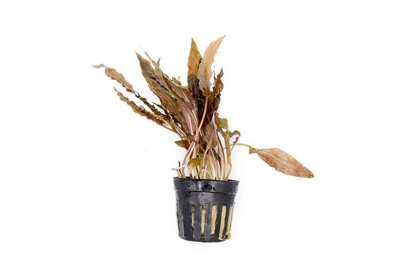 Cryptocoryne Undulata Hybrid (Hudoroi) aquatic plant from ACW with wavy green leaves for freshwater aquariums
