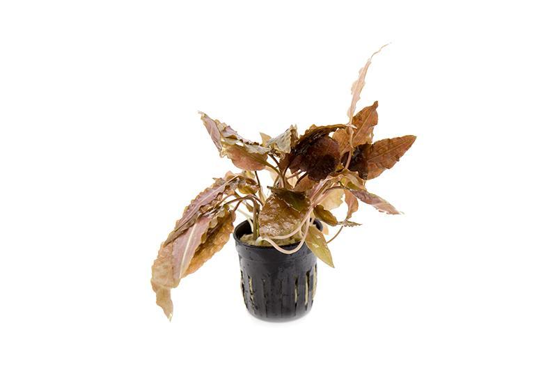 Cryptocoryne Undulata Hybrid (Hudoroi) aquatic plant from ACW with wavy green leaves, suitable for freshwater aquariums.