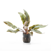 Cryptocoryne Undulata Hybrid (Hudoroi) aquatic plant from ACW with wavy green leaves, ideal for freshwater aquariums.