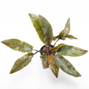Cryptocoryne Undulata Hybrid (Hudoroi) aquarium plant by ACW with wavy green leaves in a freshwater tank.