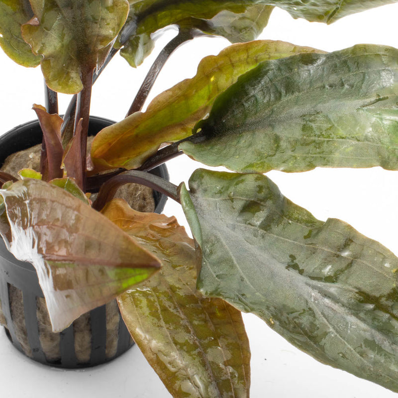 Cryptocoryne Undulata Hybrid (Hudoroi) aquatic plant from ACW with wavy green leaves in a freshwater aquarium setting.