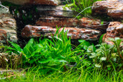Healthy Cryptocoryne Lucens aquatic plant from ACW with lush green leaves suitable for freshwater aquariums.