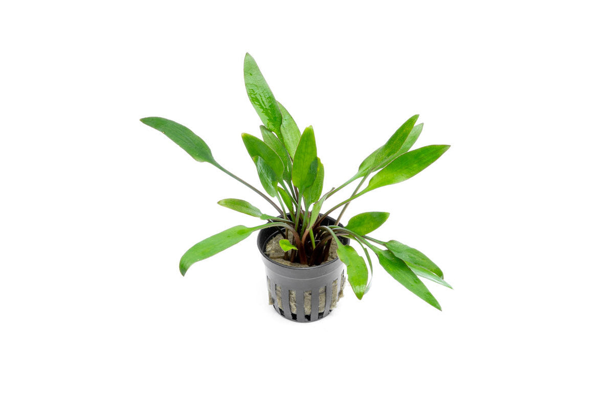 Cryptocoryne Lutea Aquarium Plant — Buce Plant - Cryptocoryne Lutea 33624292032712 1197x798