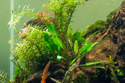 Healthy Cryptocoryne Lutea plant from ACW with lush green leaves, ideal for freshwater aquariums.