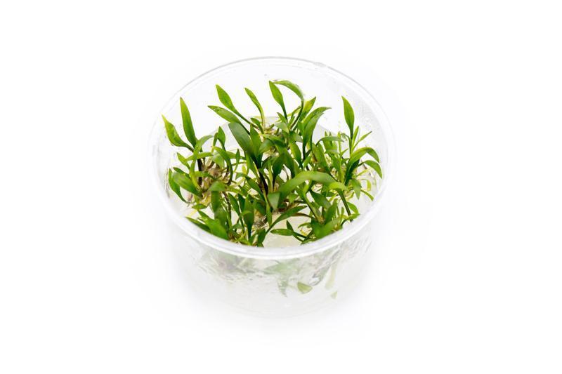 Cryptocoryne Lutea UNS Tissue Culture Aquatic Plant - Buce Plant