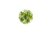 Cryptocoryne Lutea UNS Tissue Culture Aquatic Plant - Buce Plant