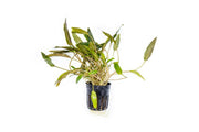 Healthy Cryptocoryne Mioya aquatic plant from ACW with green, wavy leaves suitable for freshwater aquariums.