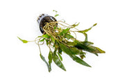 Healthy Cryptocoryne Mioya aquatic plant from ACW with lush green leaves suitable for freshwater aquariums.