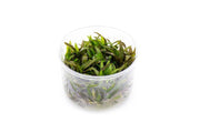 Cryptocoryne Mioya UNS Tissue Culture Cryptocoryne - Buce Plant