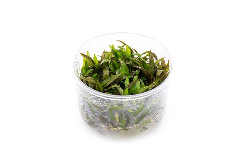Cryptocoryne Mioya UNS Tissue Culture Cryptocoryne - Buce Plant
