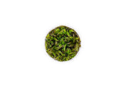 Cryptocoryne Mioya UNS Tissue Culture Cryptocoryne - Buce Plant