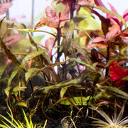Cryptocoryne Nurii UNS Tissue Culture Cryptocoryne - Buce Plant