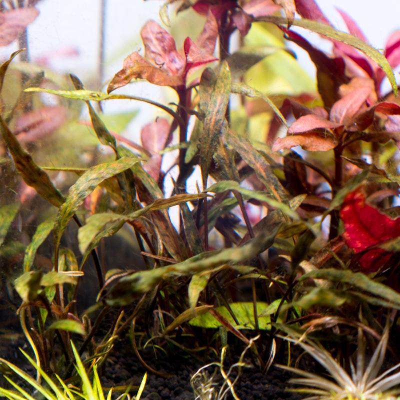 Cryptocoryne Nurii UNS Tissue Culture Cryptocoryne - Buce Plant