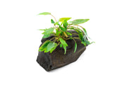 Cryptocoryne aquatic plant growing on driftwood, ideal for freshwater aquariums, with lush green leaves and natural appearance.