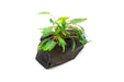 Cryptocoryne on Driftwood - BucePlant.com