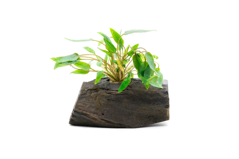 Cryptocoryne aquatic plant growing on natural driftwood, ideal for freshwater aquariums, by CPA.